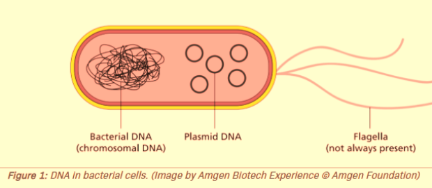 Plasmids DNA